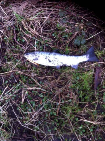 Öring som inte höll måtten återutsatt 20150301