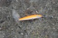 /album/fiske-nytt/img-2293-jpg/